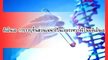 ดีเอ็นเอ การระบุชิ้นส่วนเฉพาะในเจลระหว่างจีโนมดีเอ็นเอ
